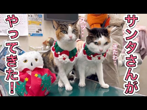 メリークリスマス！あと3か月で２０歳ですっ！【ミミちゃんナナちゃん】