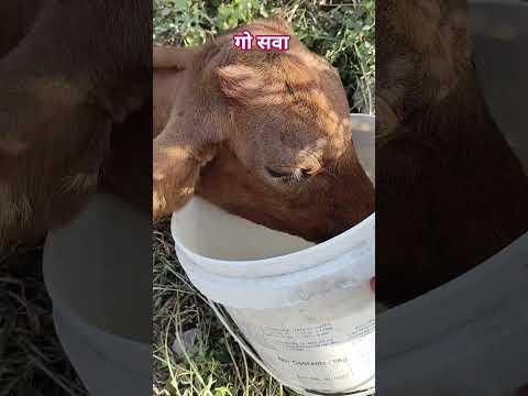 #गोमाता #भगवान #कीजे#गौमाता #राजस्थान #niyara