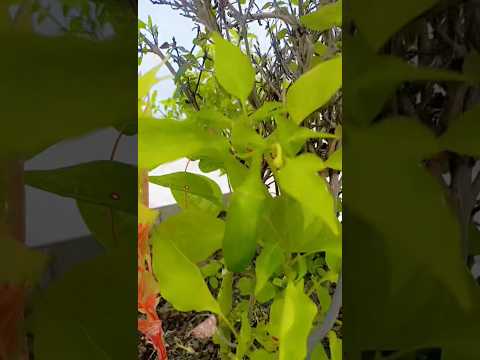 Green chilli #some seeds  chilli #from my garden How to Grow Green Chilli Plant🌶️🌶️16.9.2026