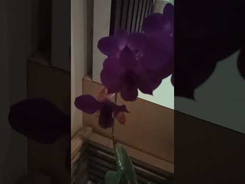 🙏🔥 Beautiful #purple #orchid💞