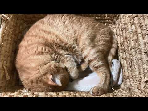 頭を抱えて眠るミーちゃん #猫 #茶トラ #CAT