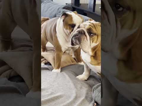 Funny and cute dogs compilation#funnydogs#cute#doglover#doglife#cure#dogshorts#pet#doglife#dogshorts