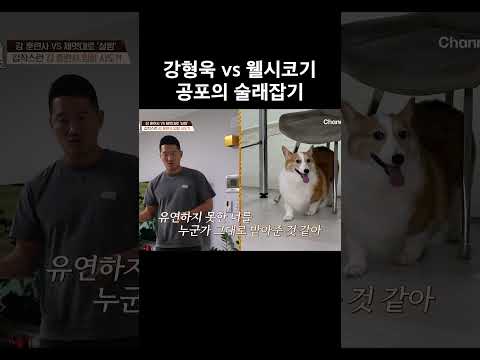 <strong>강형욱</strong> vs 웰시코기 술래잡기 #개와늑대의시간2 #개늑시2