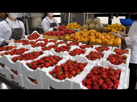 직접 담그는 신선한 과일청 주스 (딸기, 레몬, 자몽) / fresh fruit juice and ade (strawberry, lemon, grapefruit)