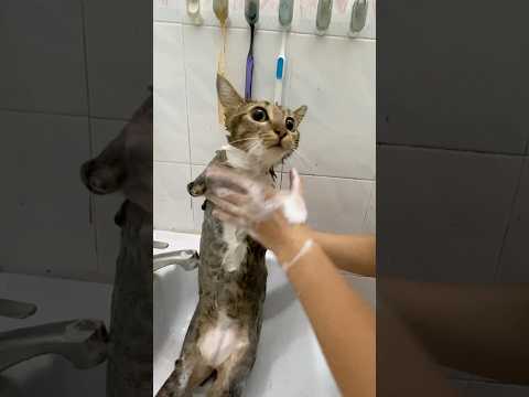 猫の動画サムネイル - bath🦖