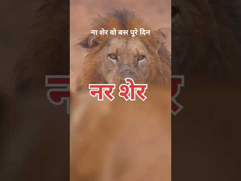 जंगल का राजा 🦁 | शेर की दहाड़ से कांपता है पूरा जंगल! 😱 | Lion Facts in Hindi#shorts