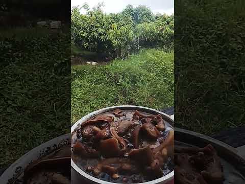 #พะโล้หัวหมูที่สวนมะม่วงบรรยากาศฟินเวอร์😚🥳🌿🌿
