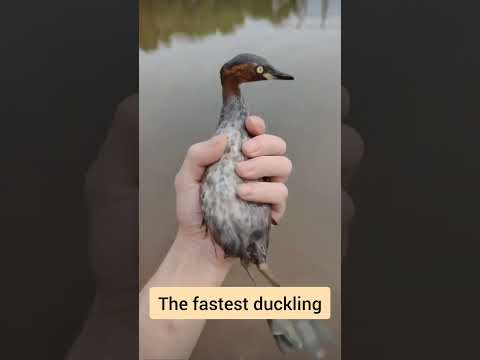 the faster ducking. #faster #duck