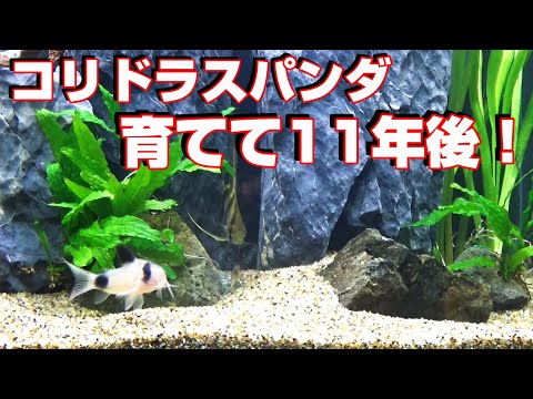 11歳のコリドラスパンダ！その姿がこれだ！まだまだ元気！