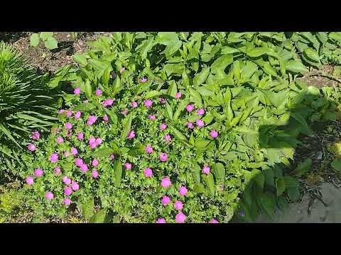 the pollination garden at our local hospital #gare well hello there and welcome here to my channel if you share my passion for pets and plants I would 