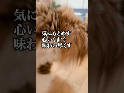 猫とロボット掃除機の力関係 #shorts