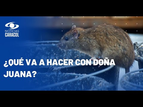 ¿Cómo acabará Diego Molano con las ratas que se están apoderando de Bogotá?