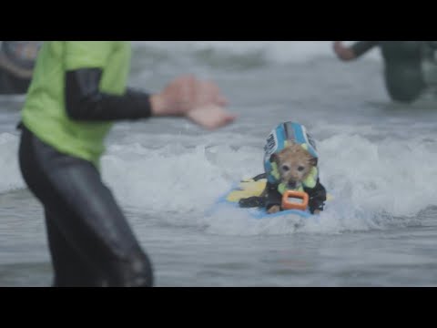 Championnat du monde de surf canin | AFP