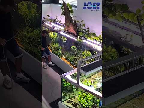 5000 liter planted aquarium #shorts Happy Maintenance Monday all around the world 🌎🐠

At Jöst aquaristic (Germany)

#joestaquarsi