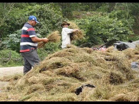 Nicaragua: Estelí es el mayor productor de manzanilla para el mercado nacional