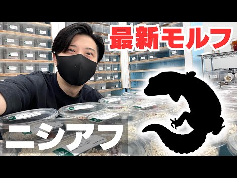 【日本初！！】ついに日本に最新モルフがやってきました！【ニシアフリカトカゲモドキ】