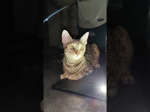 #cat #cats #catshorts #catlovers #catvideos #catlovers #catlove #catlife