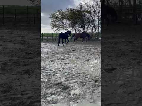 #music #rock #metal #horses #Nightwish music#Nightwish band