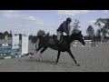 Show jumping horse Bloedmooie bonte 6j merrie