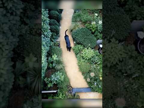 Rottweiler dog walk with nature #cover #music #song #nature #rottweiler