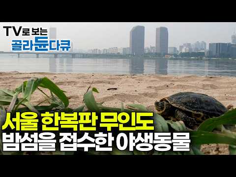 한강대교 아래 땅에 사람 손길 안 닿자 야생동물들이 자리 잡더니｜한강 밤섬의 비밀｜하나뿐인 <strong>지구</strong>｜#골라듄다큐