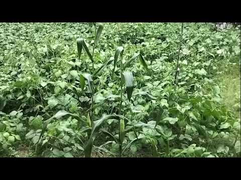 Enjoying the rain in a cool and beautiful rural atmosphere | Makes the heart calm and peaceful