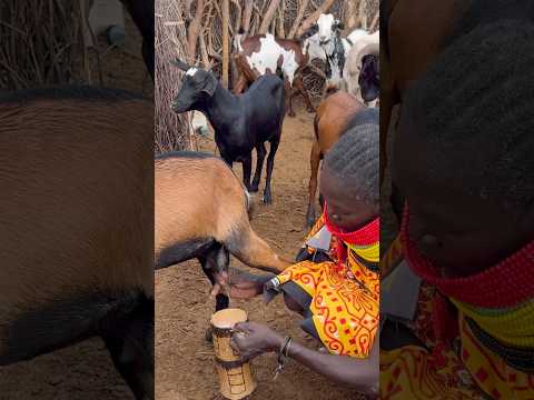 Desert single mother milking her goats to feed her family in the desert #morningroutine #desertlife