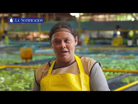 La Notificación TN8 Bananos nicaragüenses: Un gigante de la exportación - Sábado, 20 de abril  2024