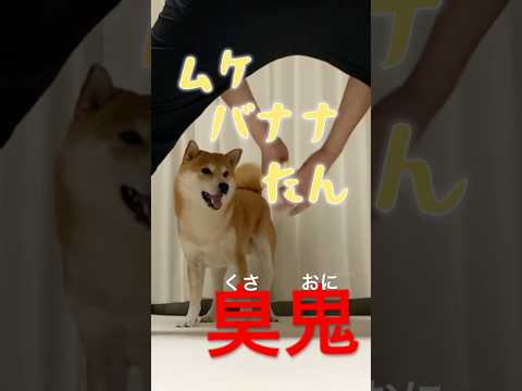 柴犬こむぎと臭鬼の夏の終わりの楽しい時間 サムネイル