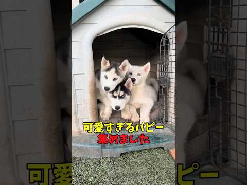 可愛すぎるパピー集めました　#子犬 #パピー #癒し #子犬のいる生活 #子犬のいる暮らし #元気になる動画 サムネイル