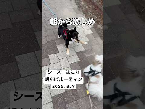 【シーズー】朝5時起きシーズー犬のルーティン #犬のいる生活 #シーズー #はに丸 #癒し #可愛い