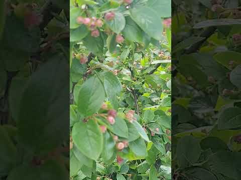 نحل يتغذى من رحيق الازهار