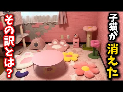 子猫の失踪事件：部屋から姿が消えた理由と背景 サムネイル