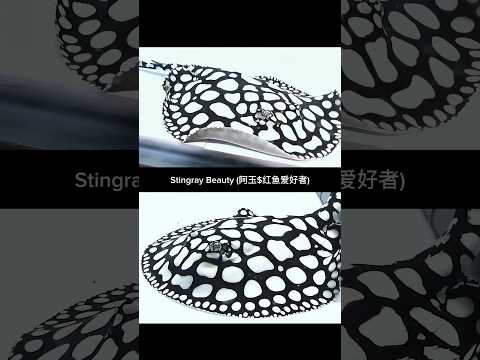Wonderful Freshwater Stingray #shorts Black & White Stingray 🖤🤍

Thanks to 阿玉$红鱼爱好者

#FreshwaterStingray #StingrayCare