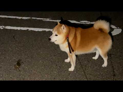 夜道で再会した小ガニにビビる柴犬らんまるのかわいい反応 サムネイル