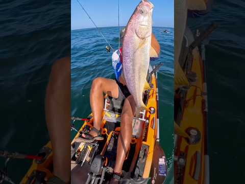 Pesca de corvinas con equipo noeby #lineadepesca #fishing #pesca