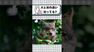 犬と狼の違い知ってる？#都音ゆずたみ #shorts #vtuber