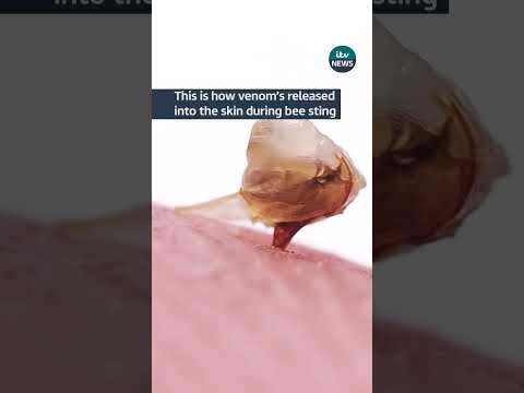 This is how venom’s released into the skin during bee sting #itvnews #bee