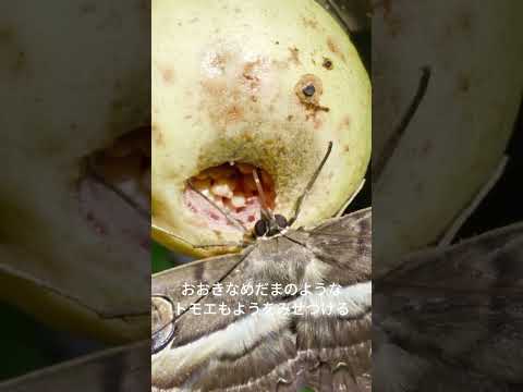 バンシルーすする(文字つき)