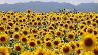 動画サムネイル