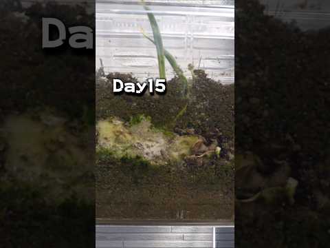 微生物資材のリアルをあばく28日!!