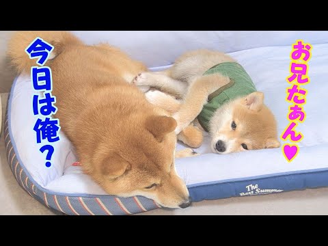 このあと子犬が、普段は優しい兄柴犬を怒らせてしまいました・・・