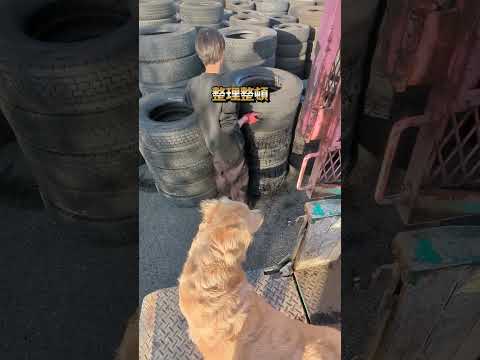 ヤンチャそうで意外と安全運転なのね。 #ゴールデンレトリバー子犬 #大型犬のいる生活