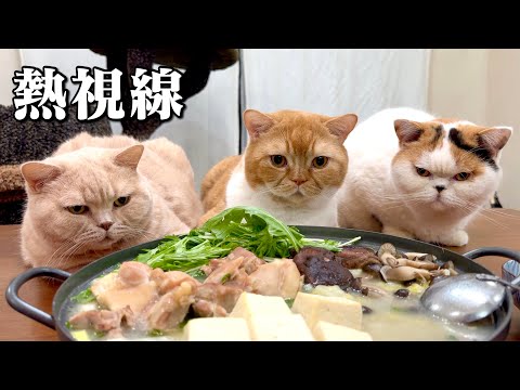 これがホントの圧力鍋！？猫の圧を感じて食べづらい…