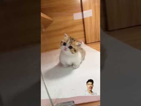 pertumbuhan anak kucing#cat#kucing#funny #imut #catlover