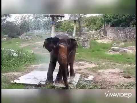 ช้างอาบน้ำฝักบัวของเล่นใหม่ส