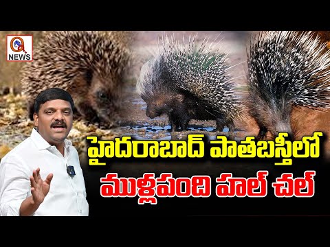 Wild Boar Chaos in Hyderabad's Old City | QnewsHD