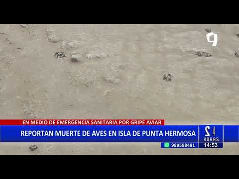 Gripe aviar: hallan pelícanos muertos en playas Punta Negra y Punta Hermosa (2/2)