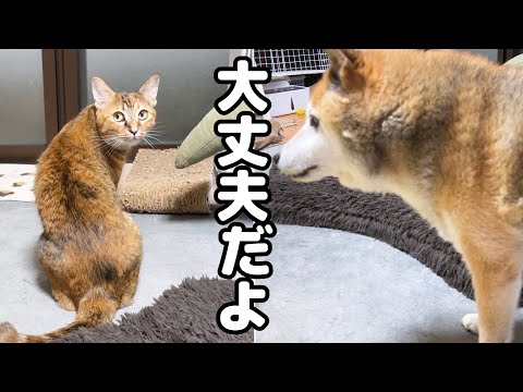 大きな雷に怖がる猫たちだけど柴犬がいるだけで安心します
