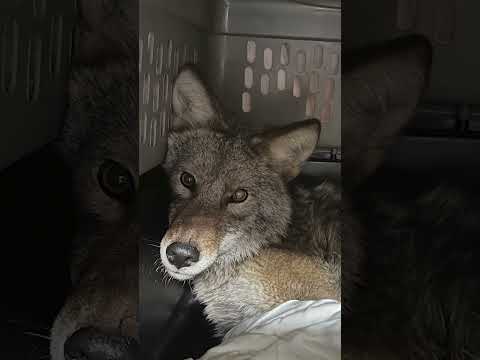 Coyote caught in Humboldt Park Aldi…